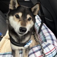 さわやかコットン　プレート用ベッド（旧：さわやかマリン）