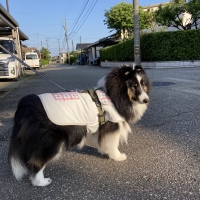 【PEPPY　LIFE】シャネツ　こかげマント（日差し対策）