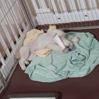 消防ホースのパキパキおもちゃ