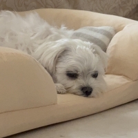 さわやかコットン スクエアソファー（旧：さわやかマリン　スクエアソファー）