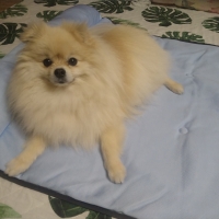 ★蒸れないふんわりクールマット・枕付き（旧：蒸れないソフトクールマット・枕付き）