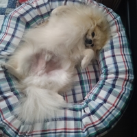 さわやかコットン ベーグルベッド（旧：さわやかマリンベーグルベッド）