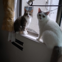 猫用グリニーズ 毛玉ケアスナック