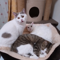 安心ノンワイヤーのにゃんこトンネル