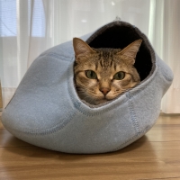 キャットケイブ