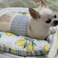 やさしいはらまきサマーニット