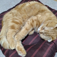 洗える　おひるね座布団