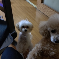 【室内で生活する小型犬の子犬用】ロイヤルカナンミニインドアパピードライ＆ウェット