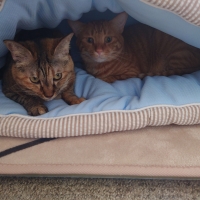 ふんわりクールカドルベッド（旧：ソフトクールカドルベッド）