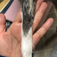 アニマストラス