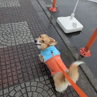 カルル　レインコート・バイカラー