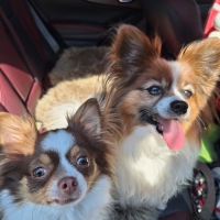 Ｓｉｐｐｏｌｅ　ネームプレート・巻きつけ