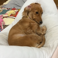 国産セーフハイド （犬 噛む 革製おもちゃ）