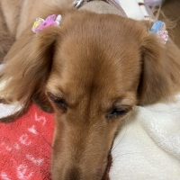 ドットわん 黒毛和牛ステーキ