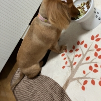 With You コトコト煮込んだ犬用ヤギミルクスープ