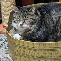 月刊ムーコラボ　古代猫帝国のコロッセオ爪とぎ