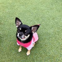 Ｓｉｐｐｏｌｅ 犬おやつ わんみぃ（無添加 国産）