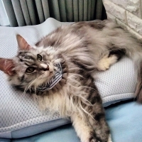 もっちりローカウチ　春夏用