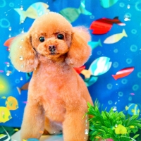 Ｓｉｐｐｏｌｅ わんデリ(犬 トッピング）