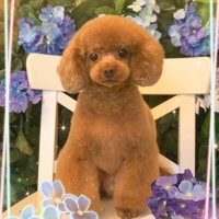 Ｓｉｐｐｏｌｅ わんデリ(犬 トッピング）