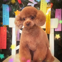 Ｓｉｐｐｏｌｅ わんデリ(犬 トッピング）