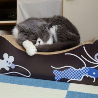 umaoコラボ　まねきごろん猫の休日