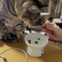 アボ・ダームキャット　ヘアーボールケア＆ライト