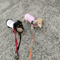 【PEPPY　LIFE】シャネツ　こかげマント（日差し対策）