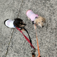 【PEPPY　LIFE】シャネツ　こかげマント（日差し対策）