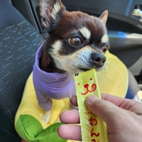 Ｓｉｐｐｏｌｅ 犬おやつ わんみぃ（無添加 国産）