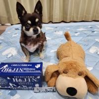 動物用プレミアム乳酸菌Ｈ＆Ｊ・Ｉ・Ｎ　エイチジンブルー