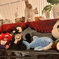 のぼれんニャン　窓用