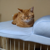 ケージ用天井ふんわりクールベッド　枕付き