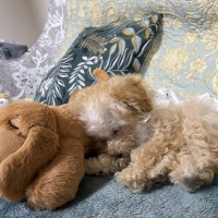 やすらぎの添い寝わんこ