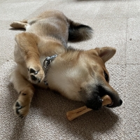 チュウ　ｆｏｒ ｍｏｒｅ Ｔｒｅｅｓ （犬用かじり木おもちゃ）