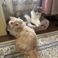 ベルサイユのばらコラボ　ごろん猫