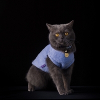 【肥満気味の猫に】 ロイヤルカナン ライト ウエイトケア