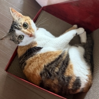 ガリガリウォール （猫用ダンボール製爪とぎ）