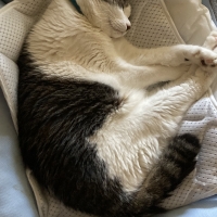 超クール・プレイマット