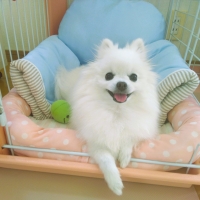 ふんわりクールカドルベッド（旧：ソフトクールカドルベッド）