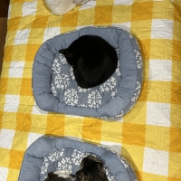 【香りにこだわる・食べないお悩みに】 ロイヤルカナン アロマ エクシジェント