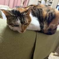 ズレないソファひじ掛け 爪とぎカバー（旧：新どこでも爪とぎマットソファアーム用）