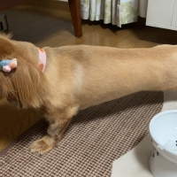 食べられる歯みがきロープ愛犬用　コラーゲン