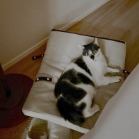 ケージ用天井ベッド　枕付き