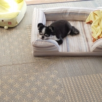 さわやかコットン スクエアソファー（旧：さわやかマリン　スクエアソファー）