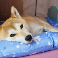 ひんやり涼感あごのせベッド