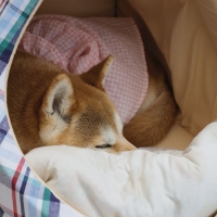 さわやかコットン ドームベッド（旧：さわやかマリンドームベッド）