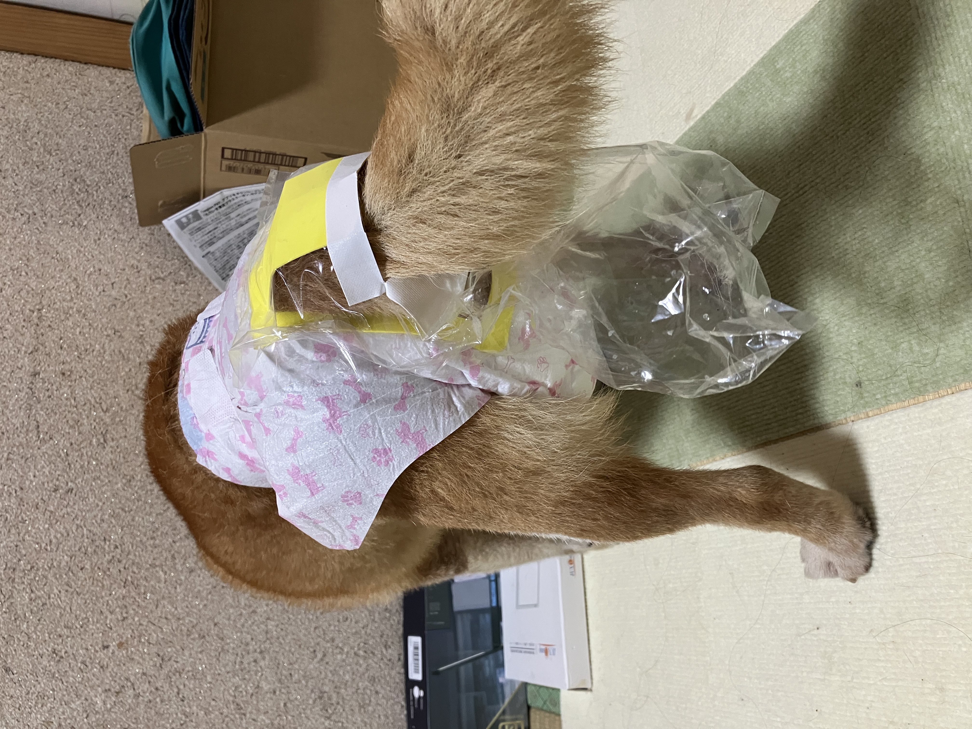 うんぽパンツ　Sサイズ　73枚 楽天市場】うんぽパンツ 犬 おむつ 介護 おもらし シニア犬 老犬