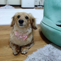 ペットの足ふきクリーナー (ペット用ケア用品) 