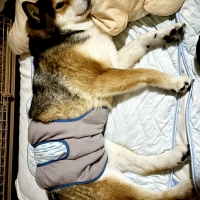 マナーホルダーアクティブ